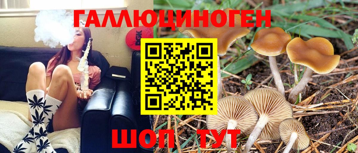 Псилоцибиновые грибы Psilocybe Дятьково